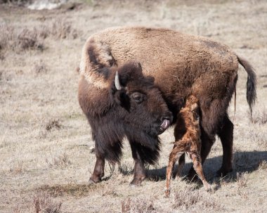 Yeni doğan buzağı yeme
