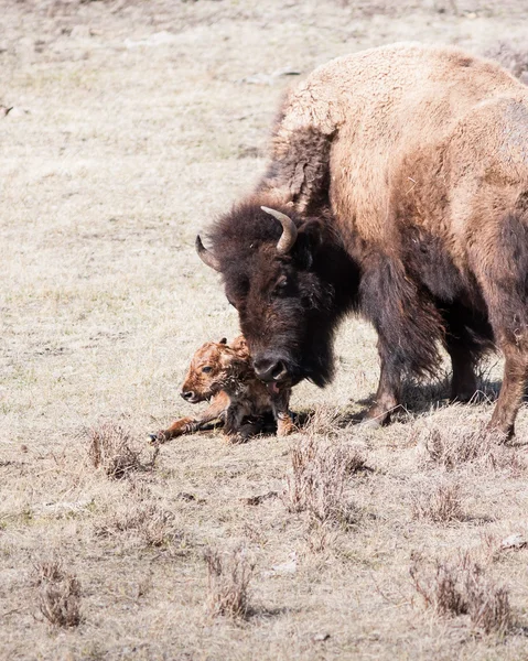 New Born Calf — Stock Photo, Image