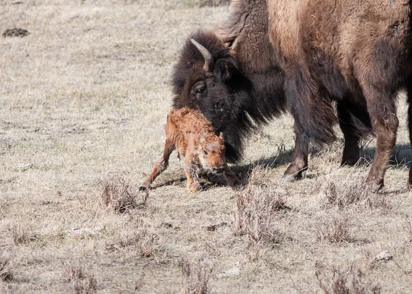 New Born Calf — Stock Photo, Image