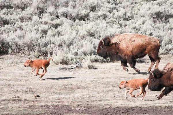 Bisons et veau — Photo