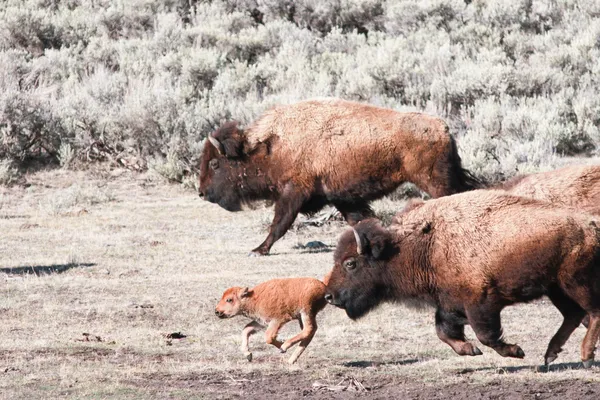 Bisons and Calf — Stock Photo, Image