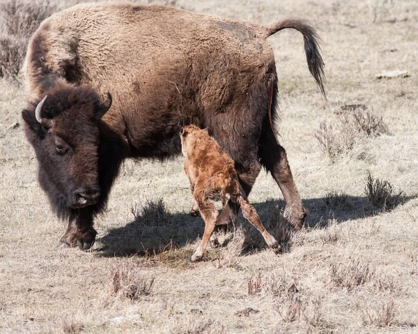 New born calf eating — Stock Photo, Image