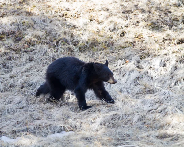 Zwarte beer cub — Stockfoto