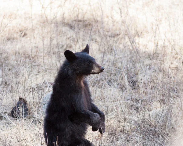 Filhote de urso preto Imagem De Stock