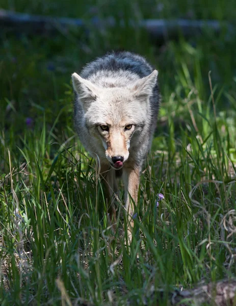 Coyote — Foto Stock