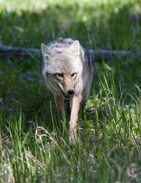 Coyote — Stock Photo, Image