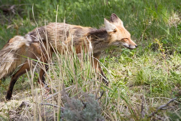 Rotfuchs — Stockfoto