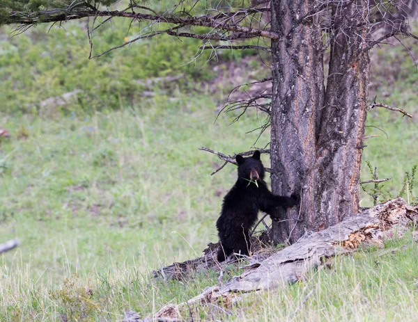 Negro oso cachorro —  Fotos de Stock