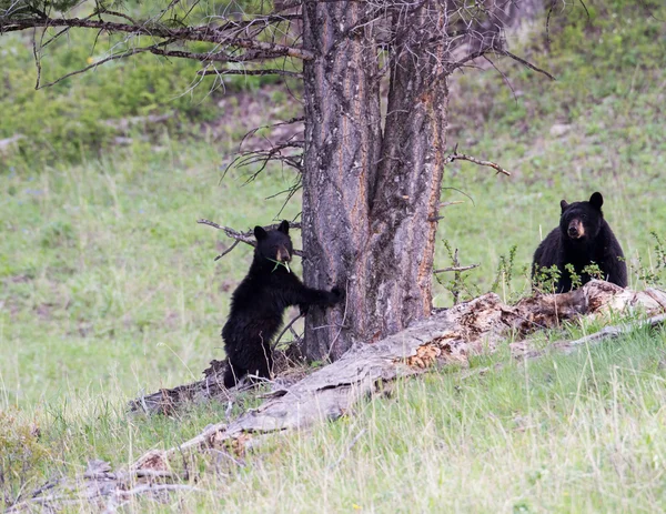 Orso nero Immagine Stock