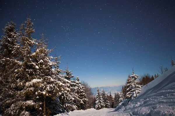 Gyönyörű természet csillagos ég havas fenyő — Stock Fotó