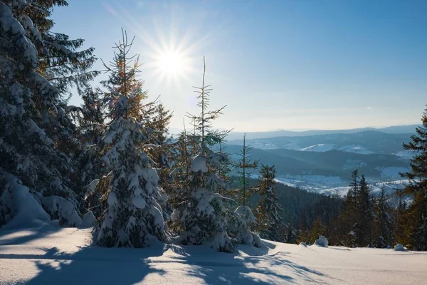 Affascinante paesaggio soleggiato di una foresta invernale — Foto Stock