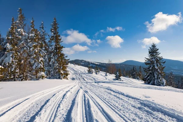Fascinante paisaje soleado de un bosque de invierno — Foto de Stock