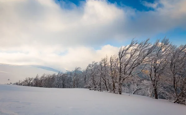 常緑樹林と雪に覆われた美しいカルパチア山脈は 強力なふわふわの雲の下で保護されています — ストック写真