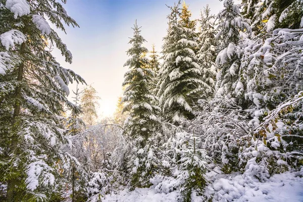Wysokie Gęste Stare Świerki Rosną Śnieżnym Stoku Górach Pochmurny Zimowy — Zdjęcie stockowe
