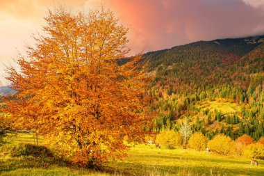 Karpat Dağları 'nın fantastik vadisindeki çok güzel büyük bir ağaç ılık havada altın sonbahar yapraklarıyla kaplıdır.