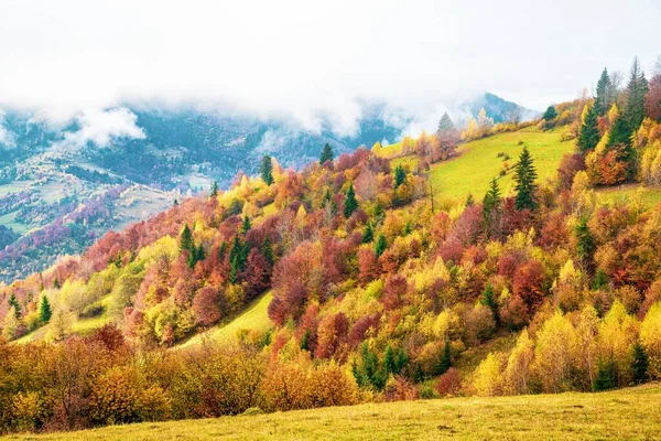 Colorful Dense Forests Warm Green Mountains Carpathians Covered Thick Gray — Stock Photo, Image