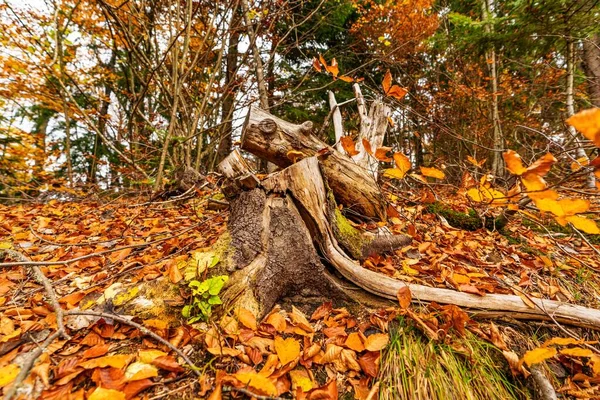 Старый Гнилой Пень Посыпанный Разноцветными Опавшими Листьями Осеннем Густом Лесу — стоковое фото