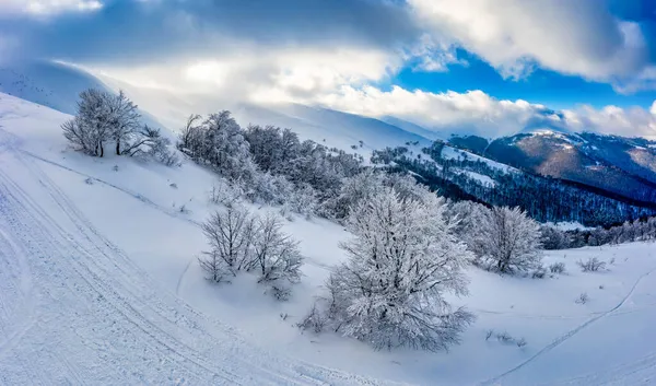Fabuloso Panorama Cubierto Nieve Abetos Que Crecen Las Laderas Las — Foto de Stock