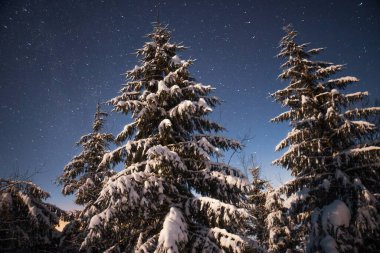 Güzel doğa karlı köknar ile yıldızlı gökyüzü