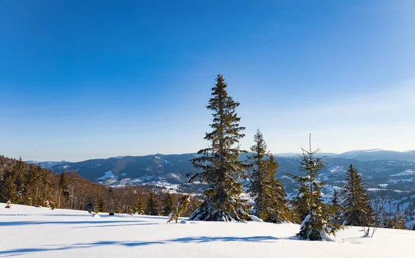 Fascinerend zonnig landschap van een winterbos — Stockfoto
