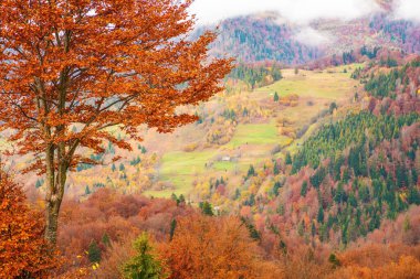 Görkemli yalnız kayın ağacı güneşli ışınlar, dağ Vadisi ile bir tepenin yamacında