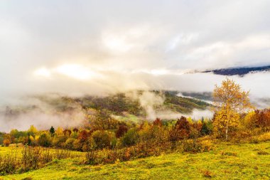Görkemli yalnız kayın ağacı güneşli ışınlar, dağ Vadisi ile bir tepenin yamacında