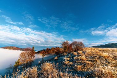 Dağlardaki renkli ağaçlarla kaplı gri sis.