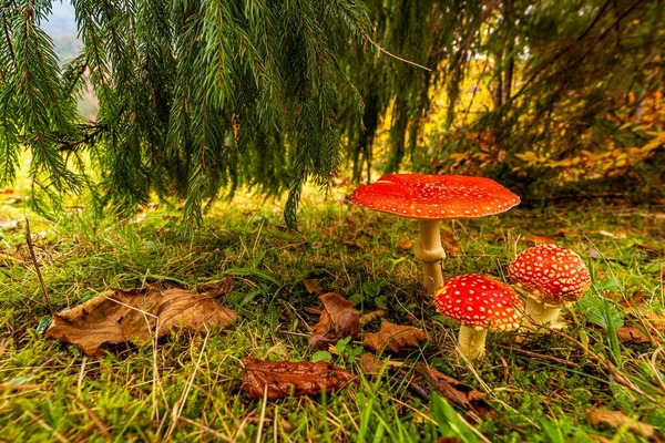 Beau champignon Amanita dans une prairie dans une forêt dense dans les Carpates — Photo