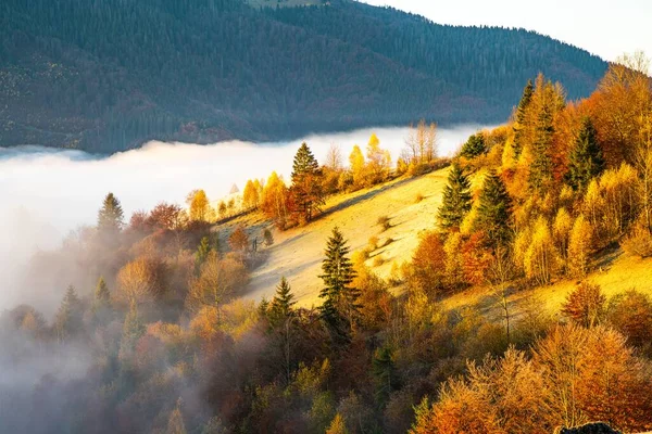 Niebla gris cubierta con los coloridos árboles en las colinas de la montaña — Foto de Stock