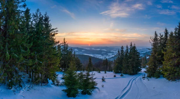 Heerlijk besneeuwd panorama van sparren bomen — Stockfoto