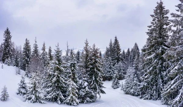 Υπέροχο χιονισμένο πανόραμα από έλατο — Φωτογραφία Αρχείου