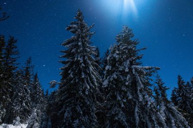 Göz kamaştırıcı doğa, karlı köknar ağaçları ve güzel kış dağları olan yıldızlı gökyüzü. Saf kuzey doğası ve karlı güzellik kavramı.