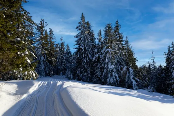 Fascynujący Słoneczny Krajobraz Zimowego Lasu Położony Śnieżnym Stoku Słoneczny Mroźny — Zdjęcie stockowe