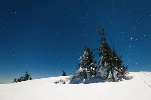 Stunning Beautiful Nature Starry Sky Snowy Fir Trees Beautiful Winter — Stock Photo, Image