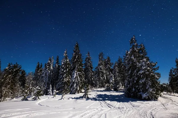 Lenyűgöző Gyönyörű Természet Csillagos Havas Fenyőfák Gyönyörű Téli Lejtők Érintetlen — Stock Fotó