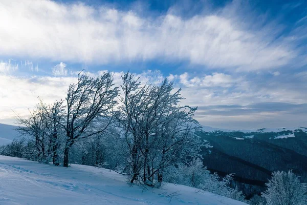 常緑樹林と雪に覆われた美しいカルパチア山脈は 強力なふわふわの雲の下で保護されています — ストック写真