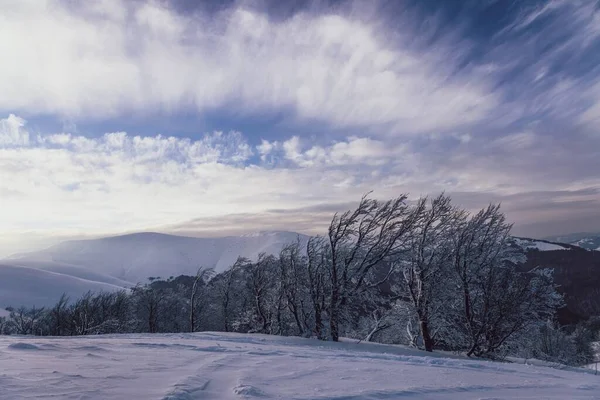 Belas Montanhas Dos Cárpatos Cobertas Florestas Verdes Neve Branca Estão — Fotografia de Stock