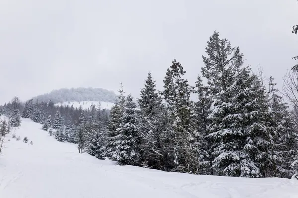 Harde Winterlandschap Prachtige Besneeuwde Dennenbomen Staan Tegen Een Mistig Bergachtig — Stockfoto