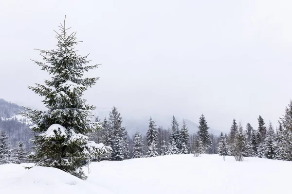 Harsh Winter Landscape Beautiful Snowy Fir Trees Stand Foggy Mountainous — Stock Photo, Image