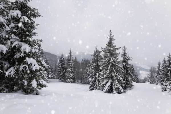 Drsná Zimní Krajina Krásné Zasněžené Jedle Stojí Proti Mlhavé Hornaté — Stock fotografie