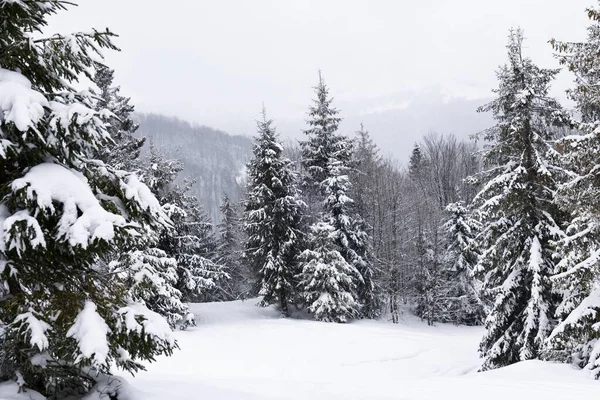 Paisaje Invernal Duro Hermosos Abetos Nevados Levantan Contra Una Zona — Foto de Stock