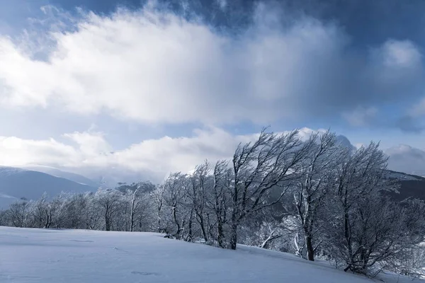 Krásné Karpatské Hory Pokryté Věčně Zelenými Lesy Sněhobílým Sněhem Jsou — Stock fotografie