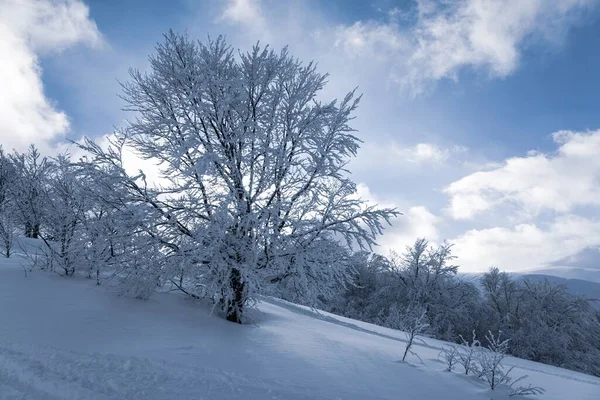 Belas Montanhas Dos Cárpatos Cobertas Florestas Verdes Neve Branca Estão — Fotografia de Stock