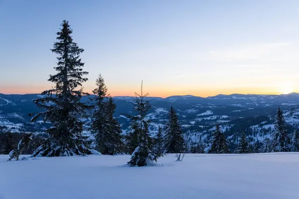 Fascinerend Zonnig Landschap Van Een Winterbos Gelegen Een Besneeuwde Helling — Stockfoto