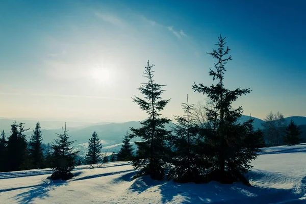 Fascinante Paisagem Ensolarada Uma Floresta Inverno Localizada Uma Encosta Nevada — Fotografia de Stock