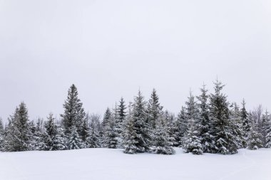 Sert kış manzarası güzel karlı köknar ağaçları soğuk bir kış gününde sisli bir dağlık alana karşı dururlar. Soğuk kuzey doğası kavramı. Kopyalama alanı
