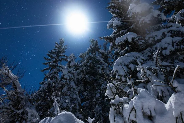 Atemberaubend Schöner Sternenhimmel Der Natur Mit Schneebedeckten Tannen Und Wunderschönen — Stockfoto