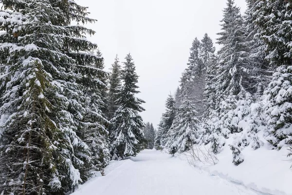 Суворий Зимовий Пейзаж Красиві Снігові Ялинки Стоять Тлі Туманної Гірської — стокове фото