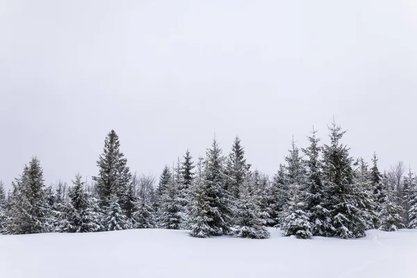 Суворий Зимовий Пейзаж Красиві Снігові Ялинки Стоять Тлі Туманної Гірської — стокове фото