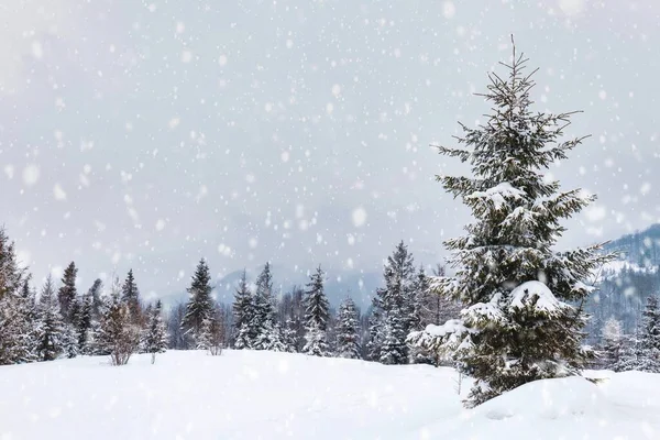 Жесткий Зимний Пейзаж Красивые Снежные Ели Стоят Против Туманной Горной — стоковое фото